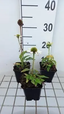 Produktbild von 6 x Echinacea purp. 'Avalanche'® - Sonnenhut - Topf 9 x 9 cm