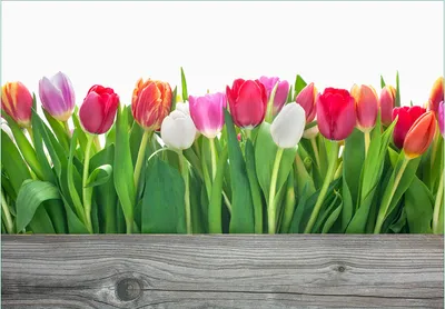 Produktbild von Wallario Fototapete Vliestapete, seidenmatte Oberfläche, einfache Verarbeitung, Größe 350 x 245 cm, Motiv Rote  weiße und pinke Tulpen im Frühling