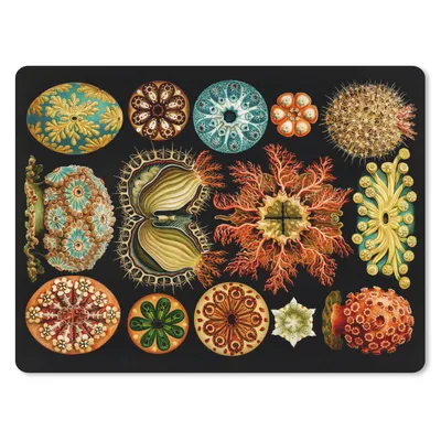 Produktbild von MuchoWow® Mauspad Mousepad Vintage - Ernst Haeckel - Meerestier - Natur - Meer - Kunst 40x30 cm - Mousepads - Maus Mat - Pad - Mausunterlage - Anti Rutsch