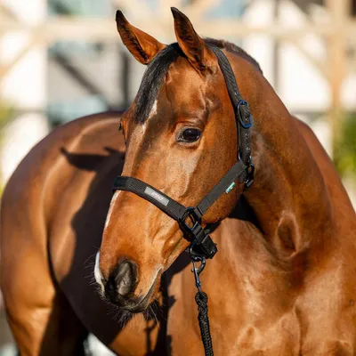 Image de Horseware Amigo Headcollar & Leadrope, Taille:Sang chaud, Couleur:Noir