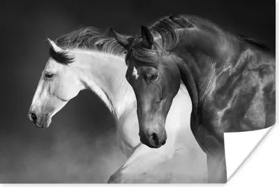 Produktbild von MuchoWow® Poster Pferde - Tiere - Schwarz - Weiß - Porträt 120x80 cm - Bilder