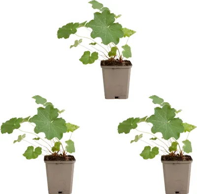 Zdjęcie produktu dla Bloomique - Zestaw 3 szt. - Alchemilla Mollis - Przywrotnik pospolity - Rośliny ogrodowe - Odporne na zimę - Wysokość 10-20 cm - Doniczka 9x9 cm