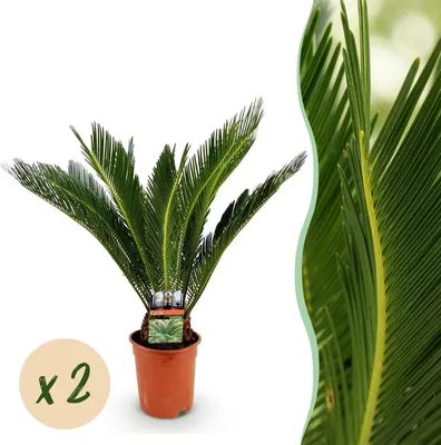Image de Green boutiQ - Plante d'intérieur - Cycas revoluta - Cycas - Peu d'entretien - Vert - 2 - Pot de 17 cm - Hauteur 55-65 cm