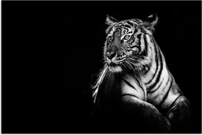 Produktbild von MuchoWow® Poster Tiger - Tiere - Schwarz - Weiß 30x20 cm - Plakate - Print