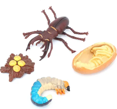Image de Animals Growth Cycle Life Cycle Model Learning Teaching Model Toy for Children#3