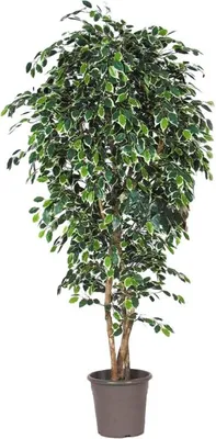 Produktbild von artplants.de Deko Birkenfeige LUDGARDIS, Natürliche Stämme, grün-weiß, 175cm -  Italy - Kunstficus