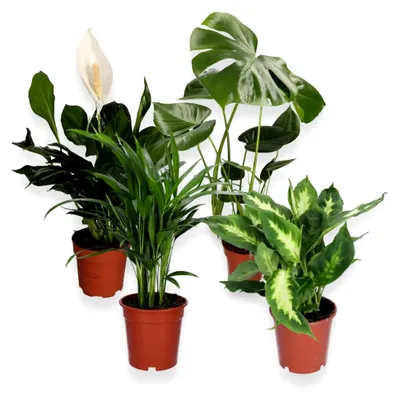 Produktbild von Pflanzenset für Luftreinigung | 4 Pflanzen | Monstera, Spathiphyllum, Dieffenbachia, Areca-Palme | ca. 40-70 cm | Ø 12-15 cm Topf | Pflegeleichte Zimmerpflanzen für Zuhause und Büro
