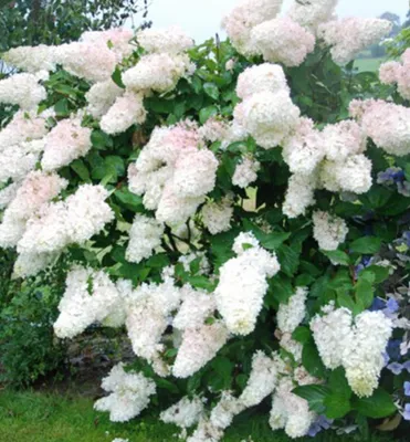 Produktbild von Rispenhortensie ´GRANDIFLORA®´ 20-30 cm, Cont. 1,4 l
