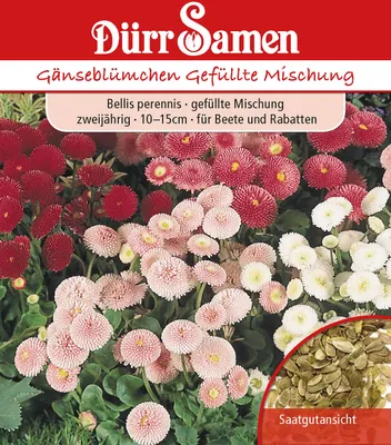 Produktbild von Gänseblümchen gefüllte Mischung | Gänseblümchensamen von Dürr Samen