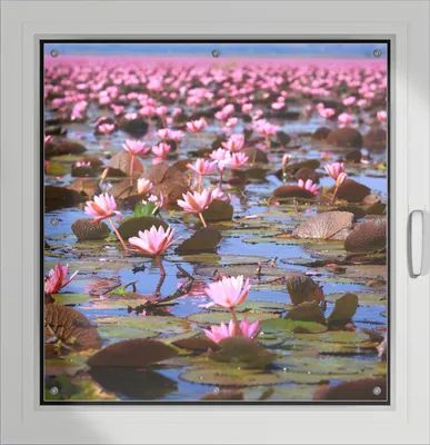 Produktbild von Wallario Lichtschutzbild, Dekorativer Sichtschutz Sonnenschutz 96 x 100 cm mit Motiv: Seerosenlandschaft mit rosa Blüten - Verdunklung ohne Bohren