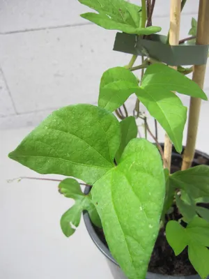 Produktbild von Prunkwinde - Ausdauernde Trichterwinde - Ipomoea learii - Ipomoea indica