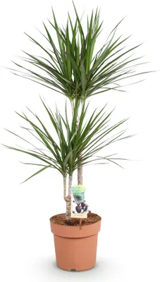 Immagine prodotto di Dracaena Marginata - Albero del drago - 21cm - Altezza 90-100cm - Pianta da