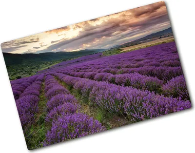 Produktbild von Tulup Glas Herdabdeckplatte - 80x52 cm - Glaskeramikkochfeld-Abdeckung Spritzschutz Glasabdeckplatte - Einteilig - Landschaften - Lavendelfeld - Lila