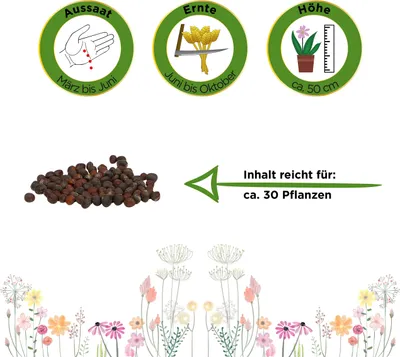 Produktbild von Brokkoli Ramoso Calabrese Samen - Brassica oleracea - Brokkolisamen - Gemüsesamen - Saatgut
