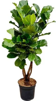 Produktbild von Geigen-Feige – Ficus Lyrata – Zimmerpflanze 200cm – Ø32cm – XXL-Pflanze mit großen geigenförmigen Blättern – Exotische Kübelpflanze für Wohnzimmer & Büro – Pflegeleicht