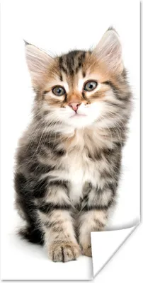 Produktbild von MuchoWow® Poster Kätzchen - Weiß - Nase - Mädchen - Kinder - Jungen - Kinder 20x40 cm - Plakat - Foto
