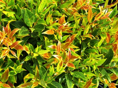 Produktbild von Leucothoe walteri Simsalabim - Traubenheide - Traubenmyrte - 30-40cm