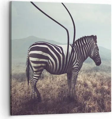 Produktbild von Bild auf Leinwand - Leinwandbild - Zebra Tier Wiese - 60x60cm - Wand Bild - Wanddeko - Wandbilder - Leinwanddruck - Bilder - Kunstdruck - Wanddekoration - Leinwand bilder - Wandkunst - AC60x60-3959