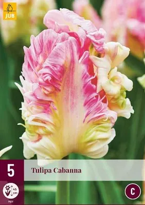 Artikelbild 1 von 'Tulpe Cabanna (5 Stück)' aus der Kategorie Tulpenzwiebeln