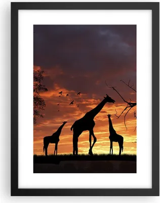 Produktbild von Gerahmtes Poster - Schwarzer Rahmen - Giraffe Afrika Sonne Safari - 30x40 cm - Wand Bild - Wanddeko - Wandbilder - Wandposter - Bilderrahmen - Bilder - Kunstdruck - Wandbild - P2BPA30x40-0507