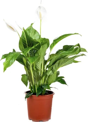 Produktbild von Bloomique - Spathiphyllum Torelli - Friedenslilie - Einblatt Zimmerpflanze - Zimmerpflanzen - Luftreinigend - Höhe 60-70 cm - Topf 17 cm