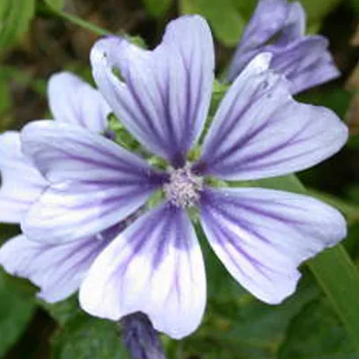 Immagine prodotto di 6 x Malva  - Malva sylvestris 'Marina'  | Vaso 9 cm x 9 cm