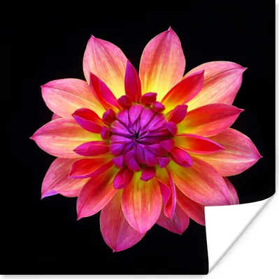 Produktbild von MuchoWow® Poster Eine Nahaufnahme der mehrfarbigen Dahlienblüte auf schwarzem Hintergrund 30x30 cm - Wandposter - Printing