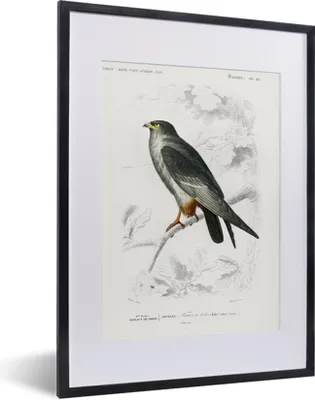 Produktbild von MuchoWow® MuchoWow® Gerahmtes Poster Vogel - Jahrgang - Falke 30x40 cm - Poster mit zchwarzem Bilderrahmen - Wandposter Schlafzimmer