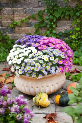 Produktbild von Kissen-Aster Kristina, im Topf - Aster dumosus