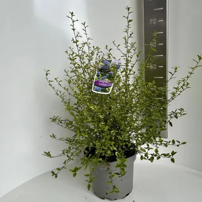 Obrázek produktu pro Ceanothus thyr. 'El Dorado' – keř | 50–60 cm v květináči
