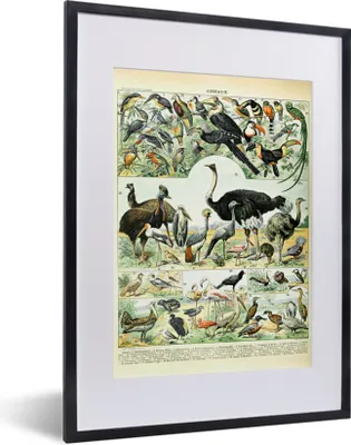 Produktbild von MuchoWow® Gerahmtes Poster Tiere - Vögel - Design 30x40 cm - Poster mit Schwarzem Bilderrahmen Wandposter Rahmen Foto Bilder - Wandposter Schlafzimmer