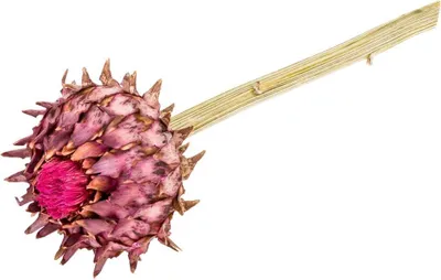 Produktbild von Cynara Artischocke mit Stiel ca. 20-30cm | getrocknete Artischocke | Cynara scolymus | Trockenblumen | Naturdeko | Getrocknete Blume
