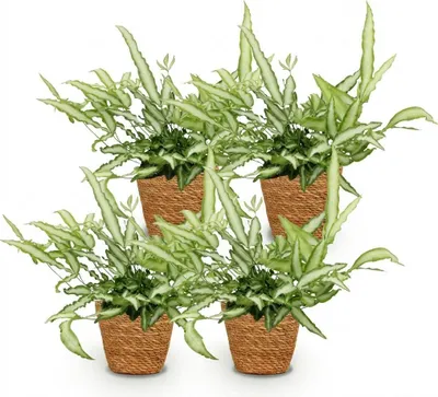 Obrázek produktu pro Pteris Cretica Albolineata Kapradie pokojová rostlina sada 4 ks s košíkem