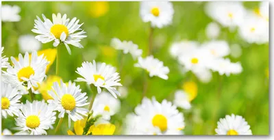Produktbild von Tulup® Leinwandbild - 140x70 cm - Wandkunst - Drucke auf Leinwand - Leinwanddruck  - Blumen & Pflanzen - Grün - Gänseblümchen