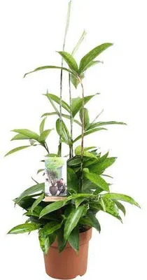 Immagine prodotto di Dracaena Surculosa, pianta da appartamento, Ø 17 cm, altezza 55 cm, facile da curare, decorativa