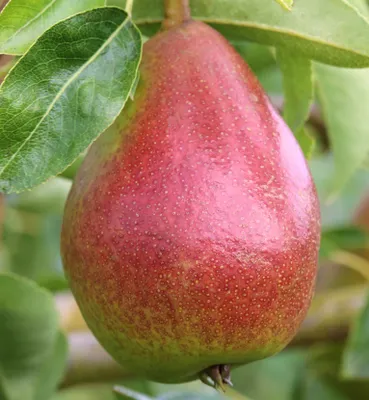 Produktbild von Gute Luise - Birnenbaum im Topf