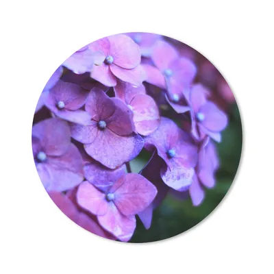 Produktbild von MuchoWow® Mauspad Mousepad Blumen - Lila - Hortensie - Natur - Blütenblätter 50x50 cm - Mousepads - Maus Mat - Pad - Mausunterlage - Vinyl