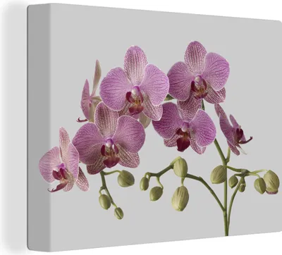Produktbild von MuchoWow® - Leinwandbilder - Orchideen auf grauem Hintergrund, Wandbild, Wanddeko Bilder Wohnzimmer, 80x60 cm