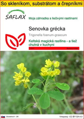 Obrázok produktu pre SAFLAX Kultivačný set - senovka grécka - Trigonella foenum-graecum - 100 Semená - S mini skleníkom, pestovateľským substrátom a 2 črepníkmi