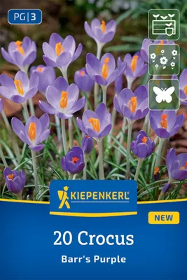 Produktbild von Kiepenkerl Botanischer Krokus Barr' s Purple Crocus tommasinianus 20 Zwiebeln