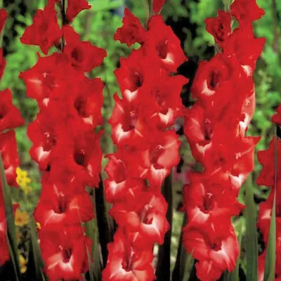 Zdjęcie produktu dla Gladiolus Mieczyk Wielkokwiatowy Joska 5 szt Mieczyki cebulki mieczyków
