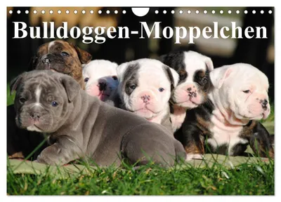 Produktbild von Bulldoggen-Moppelchen (Wandkalender 2027 DIN A4 quer), CALVENDO Monatskalender
