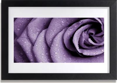 Produktbild von Bild 30x20 MDF-Rahmen Wandkunst Rose-Blumen-Anlage