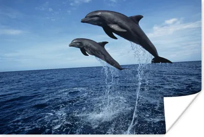 Produktbild von MuchoWow® Poster Delfin - Meer - Tier 120x80 cm - Bilder