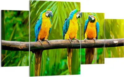 Produktbild von Bild auf Leinwand - Leinwandbild - Papageien Collorful Natur Vögel - 160x90cm - Wand Bild - Wanddeko - Leinwanddruck - Bilder - Kunstdruck - Leinwand bilder - Wandkunst - DL160x90-2696