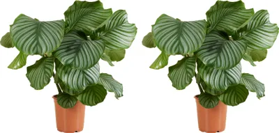 Produktbild von 2er-Set – Calathea orbifolia – Pfauenblume – Zimmerpflanzen – Luftreinigend – Haustierfreundlich – 50–70 cm hoch – 19 cm Topf