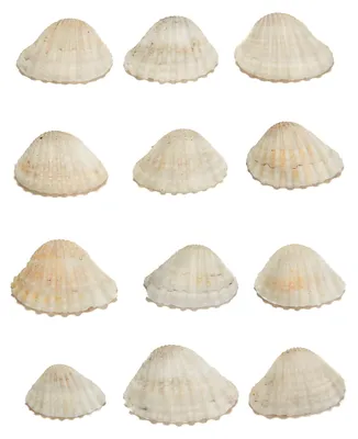 Imagen del producto de 12 conchas decorativas de plástico, 3 x 2,5 cm - Talla única