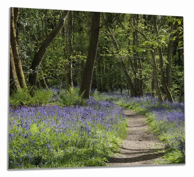 Produktbild von Wallario Herdabdeckplatte aus Glas, Größe 60 x 52 cm 1-teilig, Motiv Wiese voller blauer Hasenglöckchen im Wald