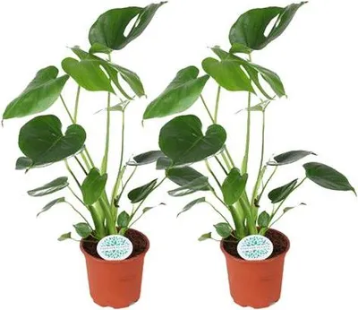 Obrázok produktu pre Monstera Deliciosa - Delicious window leaf - 2 rastliny - Izbová rastlina - Ø14cm - ↕45cm - Tropická zelená do obývačky kancelárie spálne
