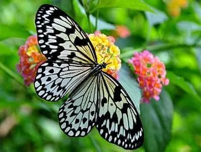 Immagine prodotto di Schmetterling - 500 Teile (Puzzle)